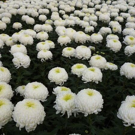 Eine dichte Blumenpracht aus weißen Chrysanthemen mit üppigem grünen Laub.