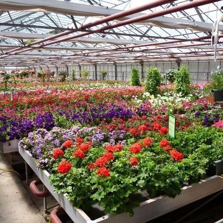 In einem geräumigen Gewächshaus mit einer transparenten Decke blühen farbenfrohe Blumen.