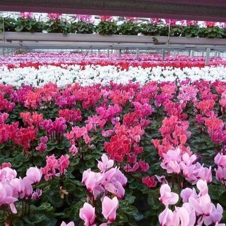 Reihen von leuchtend rosa und weißen Cyclamenblüten in einem Gewächshaus.