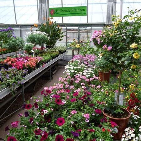 Gewächshaus mit einer bunten Auswahl an blühenden Pflanzen und Blumen in der Auslage.