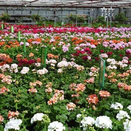 Lebendige Geranienblüten in verschiedenen Farben blühen in einem Gewächshaus.