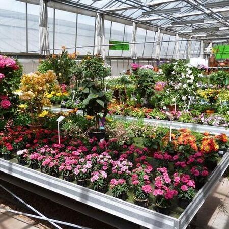 Lebendige Blumen zum Verkauf in einem hellen Gewächshaus mit Metalltischen.