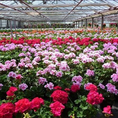 Lebendige Geranien in voller Blüte in einem geräumigen Gewächshaus.