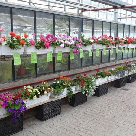 Bunte Blumen in Hängetöpfen auf Regalen in einem Gewächshaus.