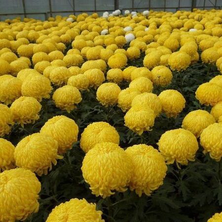 Ein dichtes Feld mit leuchtend gelben Ringelblumenblüten in voller Blüte.