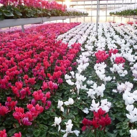 Reihen leuchtend roter, rosa und weißer Cyclamenblüten in einem Gewächshaus.