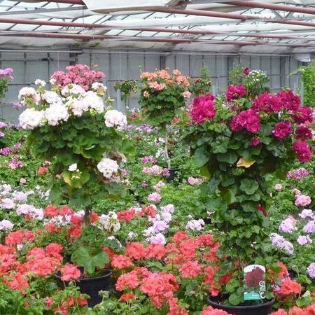 Ein Gewächshaus, gefüllt mit leuchtenden Geranien in verschiedenen Farben.