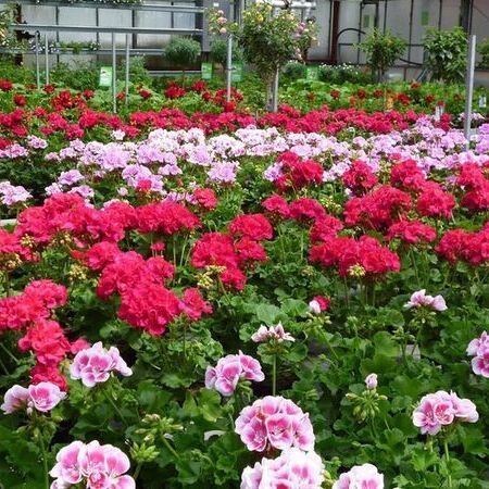 Ein lebendiger Garten mit blühenden rosa und roten Geranienblüten.