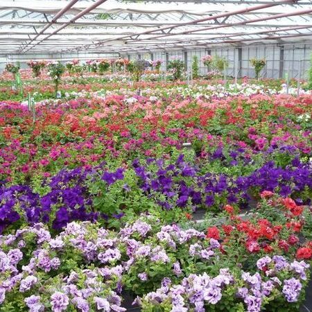 Lebendige Blumen, die in einem Gewächshaus blühen, mit Reihen in verschiedenen Farben.