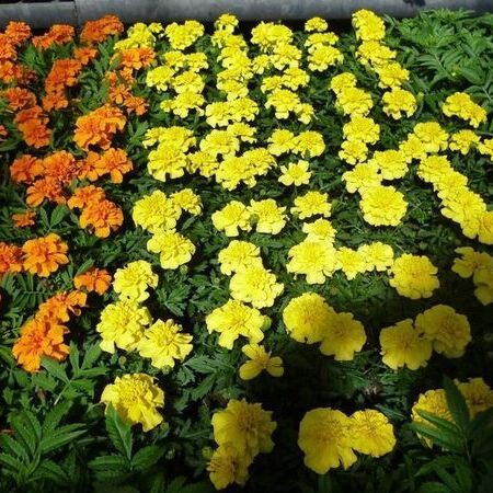 Ein leuchtendes Beet mit orangefarbenen und gelben Ringelblumen in voller Blüte.