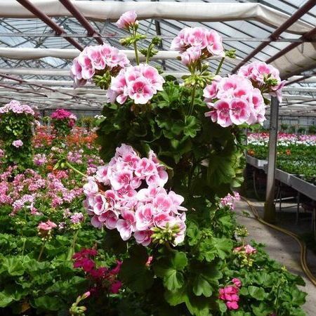 Ein Gewächshaus voller blühender rosa Geranienblüten unter einem durchsichtigen Dach.